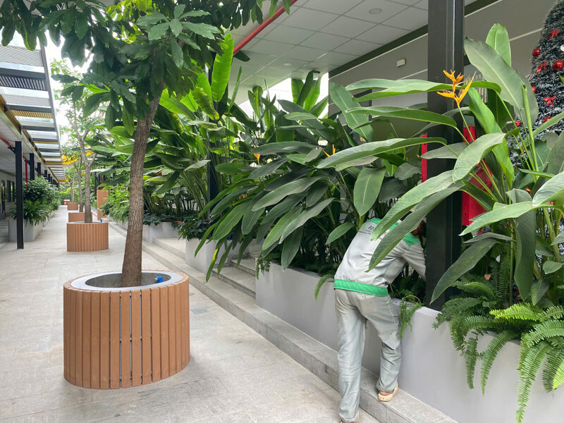Trồng cây xanh cho trường học