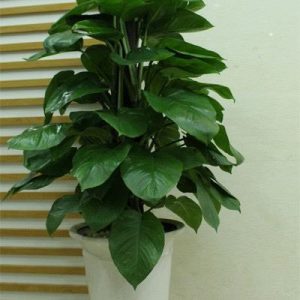 Cây trầu bà xanh