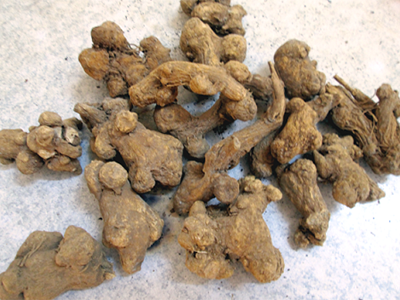 Bạch truật