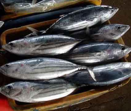 Cá ngừ sọc dưa nguyên con