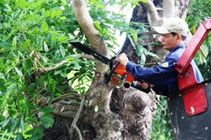 Dịch Vụ Chặt Cây