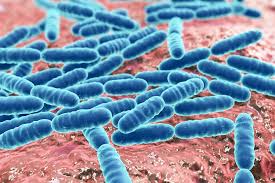 Lactobacillus acidophilus