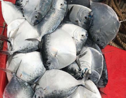 Cá mặt trăng đông lạnh
