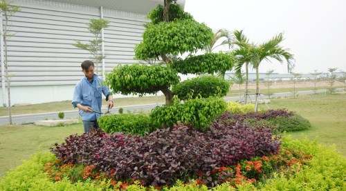 Dịch vụ chăm sóc cây xanh