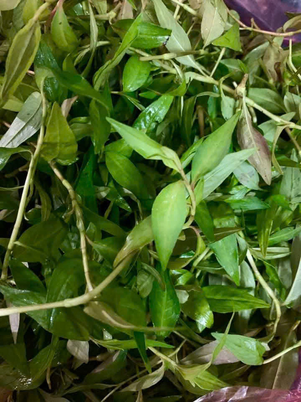 Rau dăm