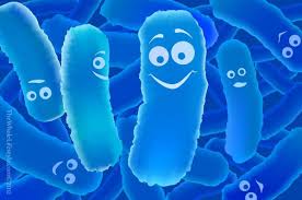 Enterococcus faecium