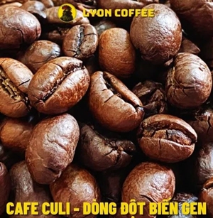 Cà Phê Hạt Culi