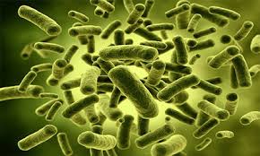 Brobiotic
