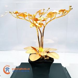 Cây địa lan để bàn dát vàng 24k