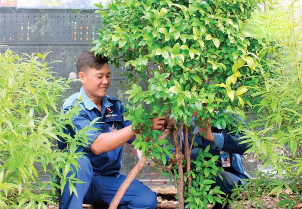 Dịch vụ chăm sóc cây xanh