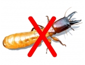 Dịch vụ diệt mối