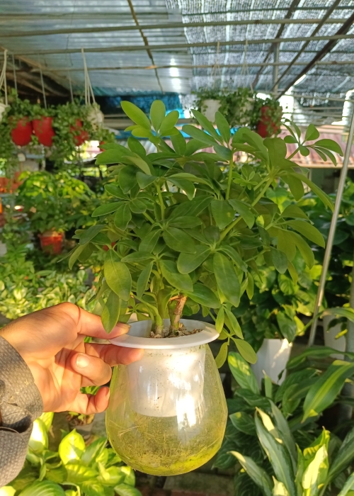 Cây ngũ gia bì thủy sinh