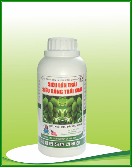 Siêu lớn trái siêu bóng trái xoài