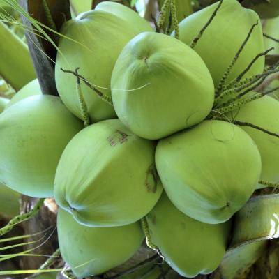 Dừa