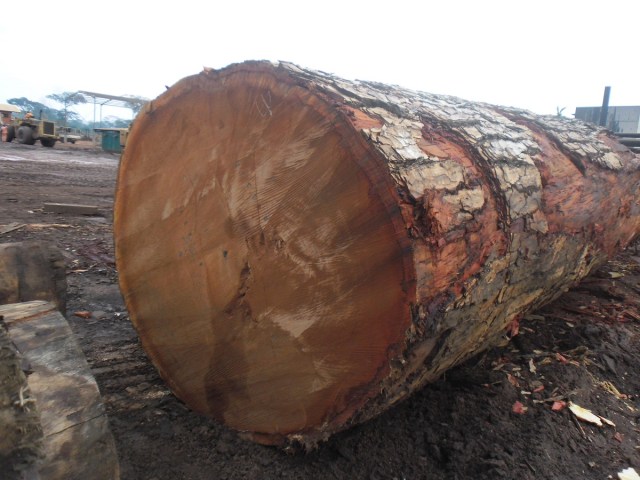 Gỗ Sipo
