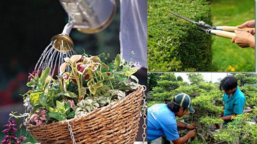 Dịch vụ chăm sóc cây cảnh