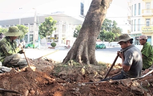 Dịch Vụ Trồng Cây Xanh