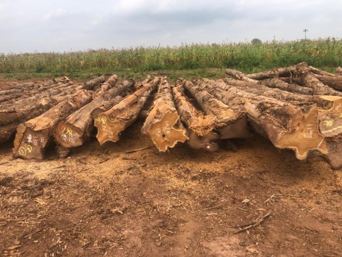Gỗ Teak