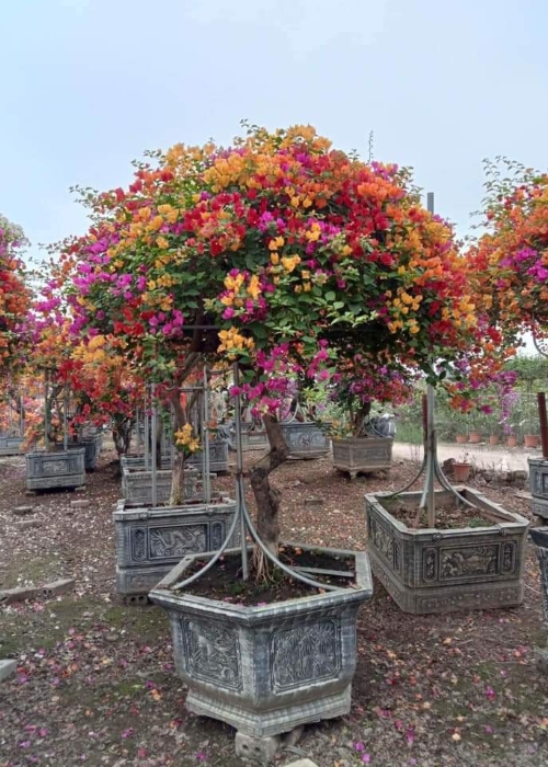 Cây bông giấy