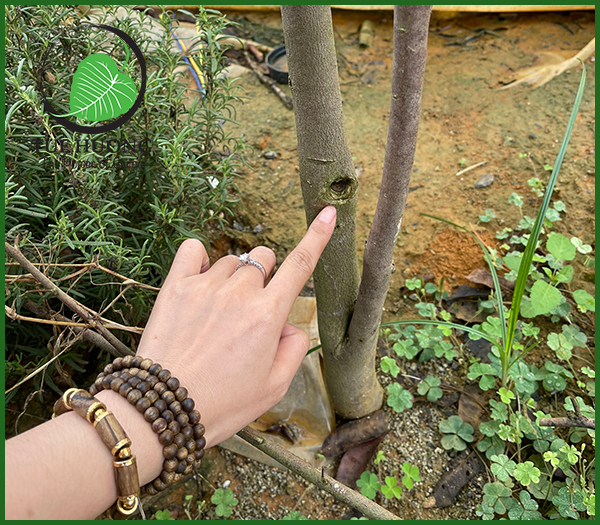 Giống cây Kỳ Hải Nam