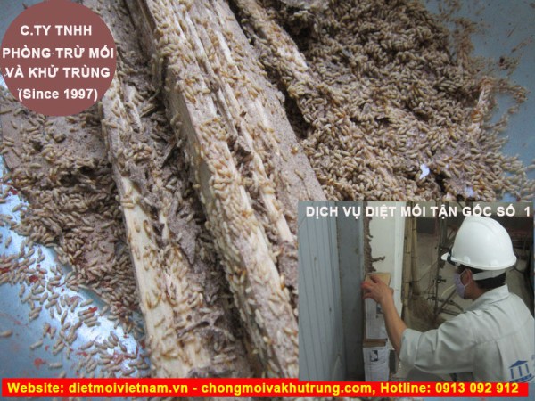 Dịch vụ diệt mối tận gốc