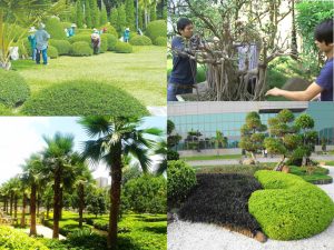 Dịch Vụ Cây Xanh