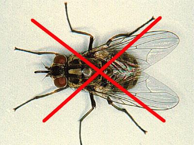 Dịch vụ diệt ruồi