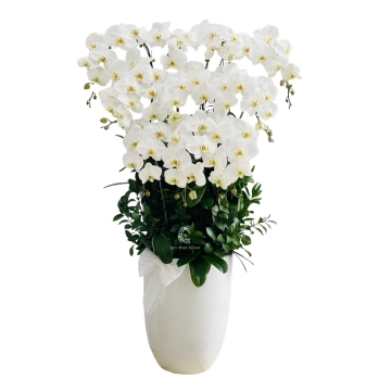 Hoa lan hồ điệp