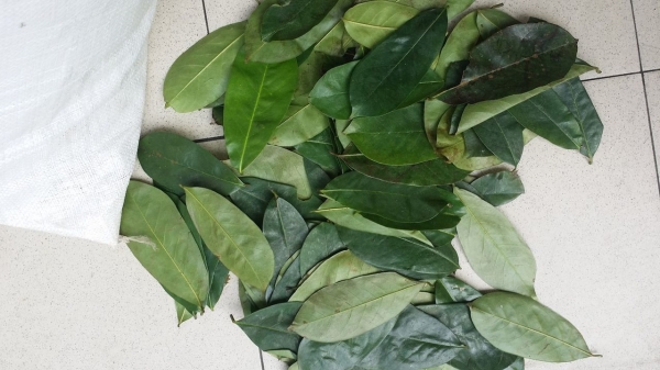 Soursop leaves