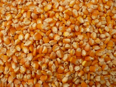 Bắp hạt