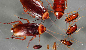 Dịch Vụ Diệt Gián Tại Nhà