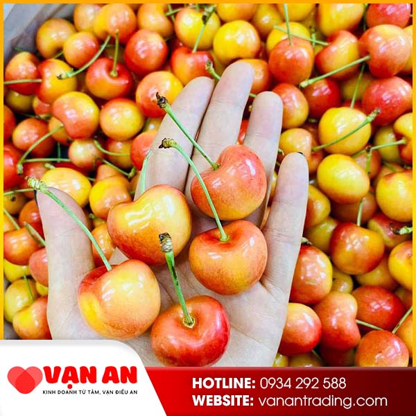 Cherry vàng Mỹ