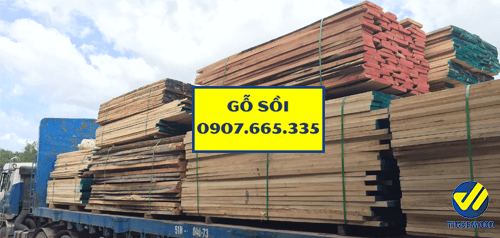Gỗ sồi Châu Âu