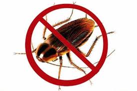 Dịch vụ diệt gián