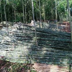 Tre tầm vông
