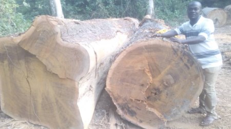 Gỗ Lim Okan Ghana