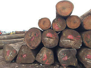 Gỗ Lim Tròn