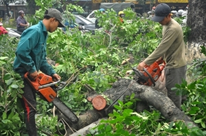 Dịch Vụ Cắt Tỉa Cây Xanh